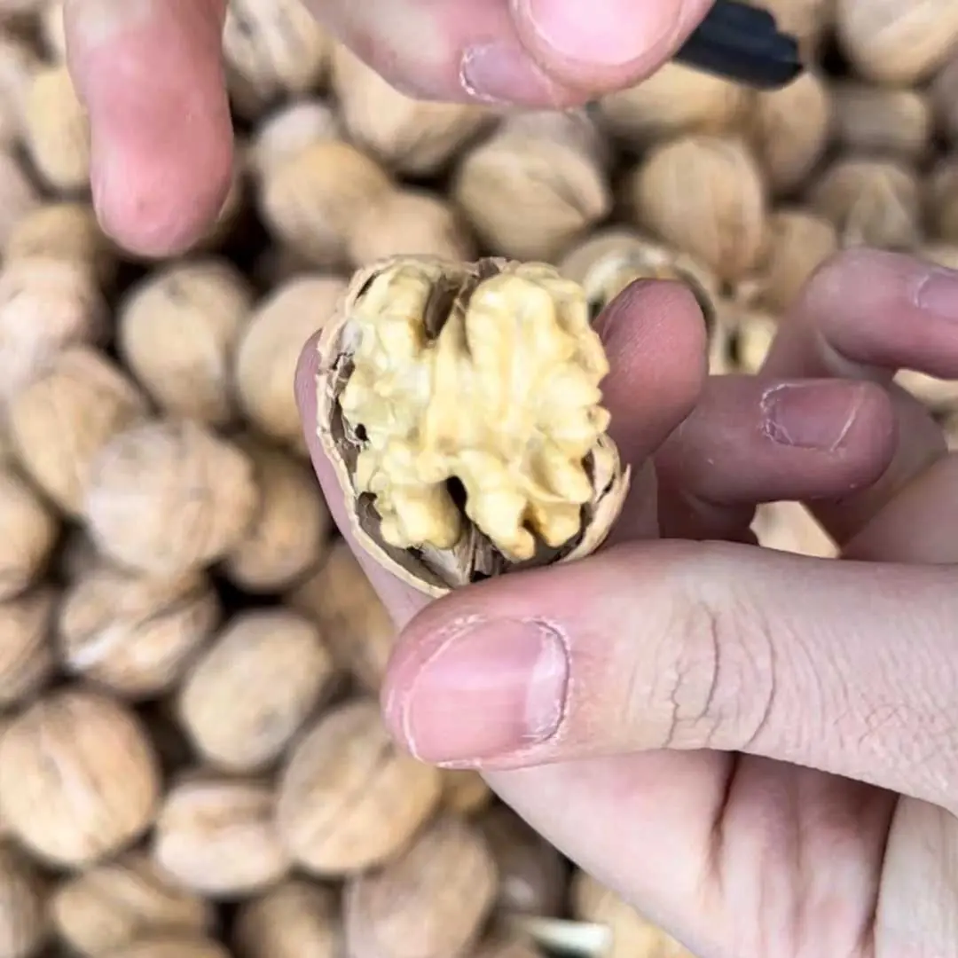 New Harvest Domestic In-Shell Walnut 5 kg